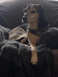 Reunited Female Dog last seen Leland and Tall Oak and Lawndale near Country Park, Greensboro, NC 27455