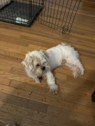 Found/Stray Unknown Dog last seen Zarzamora Ang Guadalupe St, San Antonio, TX 78207