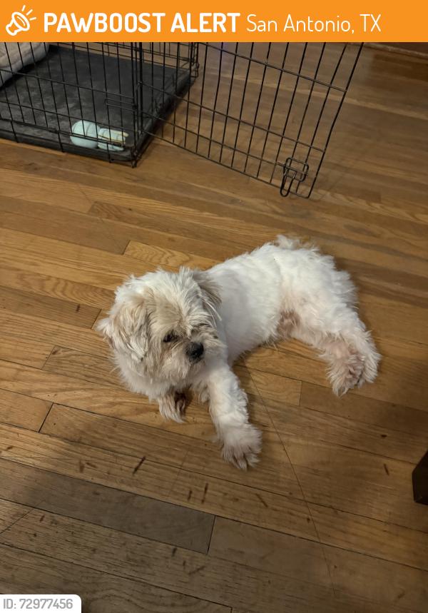 Found/Stray Unknown Dog last seen Zarzamora Ang Guadalupe St, San Antonio, TX 78207