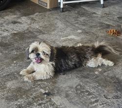 Reunited Female Dog last seen Walnut Ave/Blanchard, Fontana, CA 92336