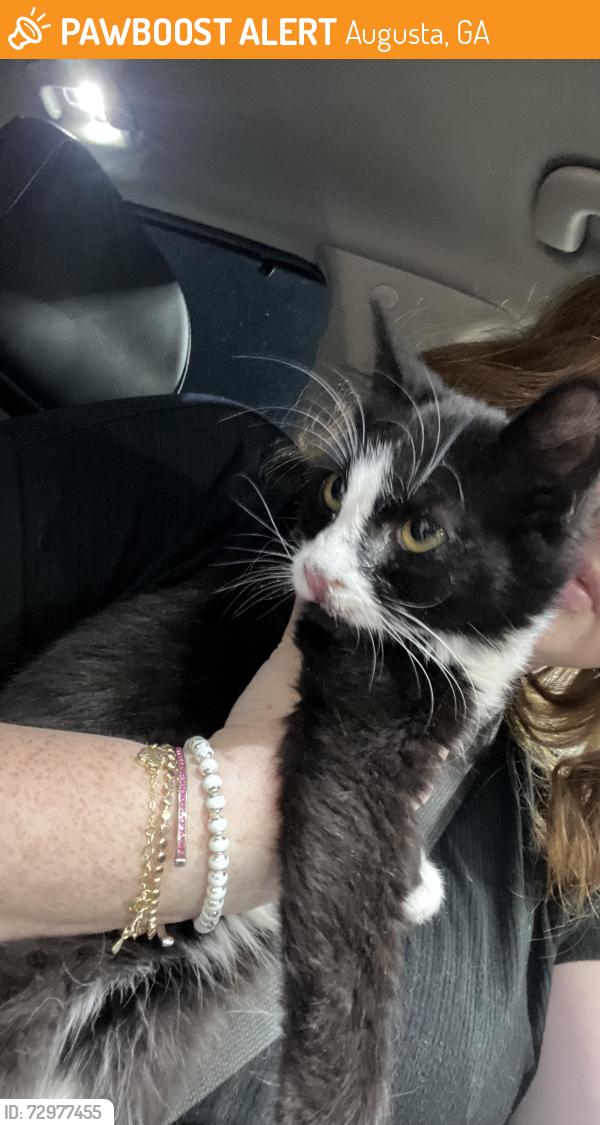 Found/Stray Female Cat last seen On Washington rd, Augusta, GA 30904