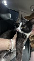 Found/Stray Female Cat last seen On Washington rd, Augusta, GA 30904