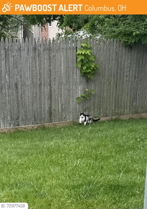 Found/Stray Unknown Cat last seen Maple Canyon and 161, Columbus, OH 43229