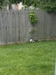 Found/Stray Unknown Cat last seen Maple Canyon and 161, Columbus, OH 43229