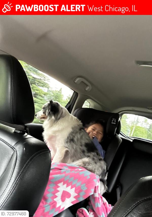 Lost Female Dog last seen Near Sophia St , West Chicago, IL 60185