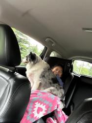 Lost Female Dog last seen Near Sophia St , West Chicago, IL 60185