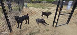 Reunited Male Dog last seen Lamar park, Spring Valley, CA 91941