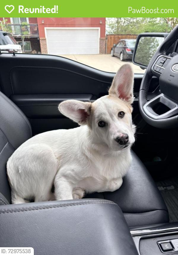 Reunited Male Dog last seen County road 17, Elizabeth, CO 80107