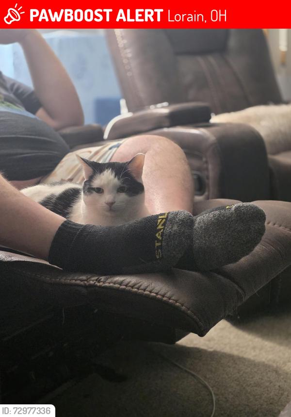 Lost Male Cat last seen W 40th st and 58 in Lorain oh , Lorain, OH 44053