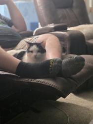 Lost Male Cat last seen W 40th st and 58 in Lorain oh , Lorain, OH 44053