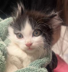 Shelter Stray Male Cat last seen Near Songbird way, HOLLY SPRINGS, NC, 27540, Raleigh, NC 27610