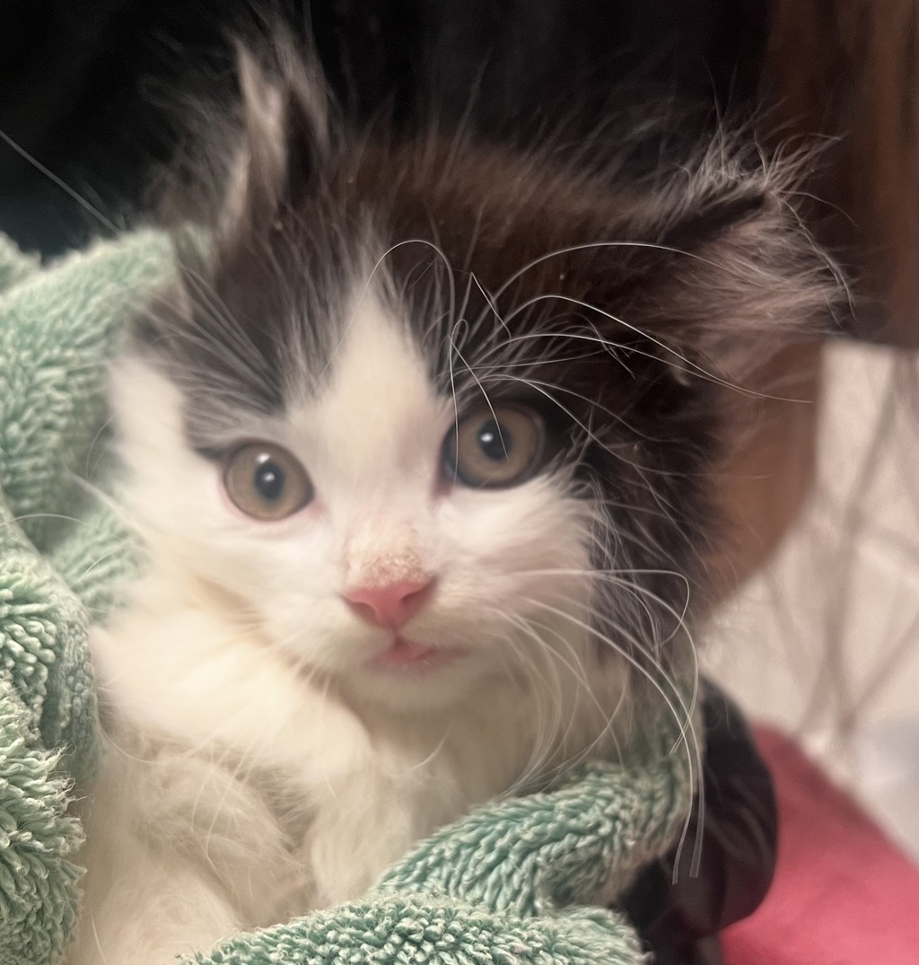 Shelter Stray Male Cat last seen Near Songbird way, HOLLY SPRINGS, NC, 27540, Raleigh, NC 27610