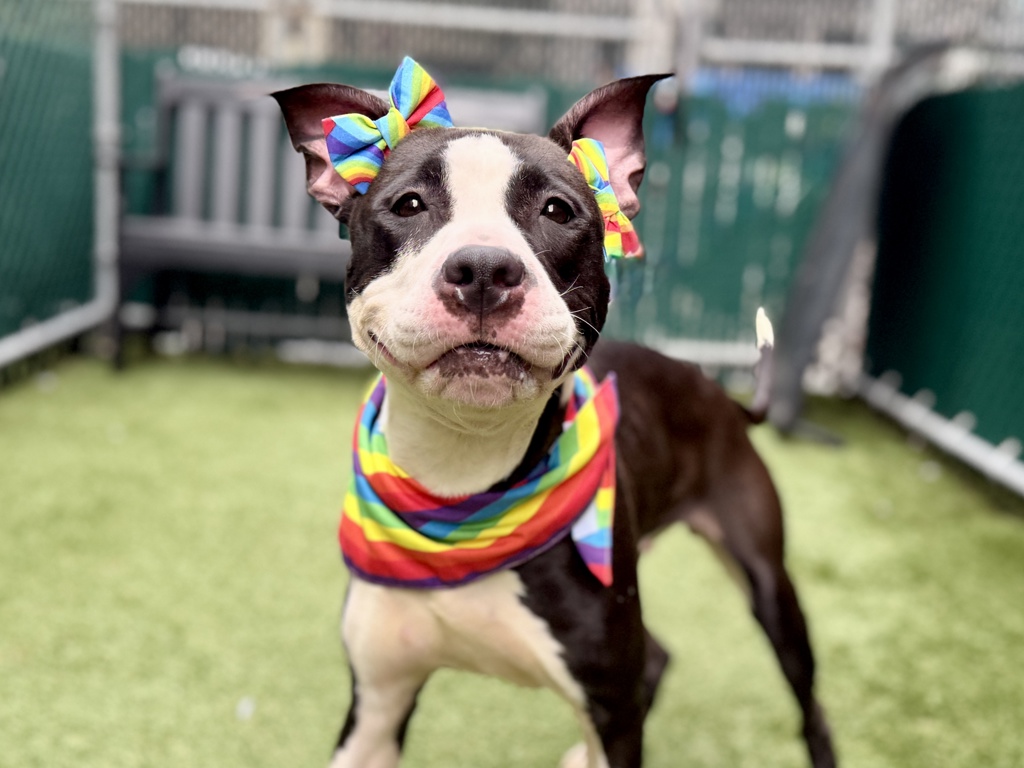Shelter Stray Female Dog last seen Fdr Drive, NEW YORK, NY, 10009, 326 E 110th St, New York, NY 10029, USA