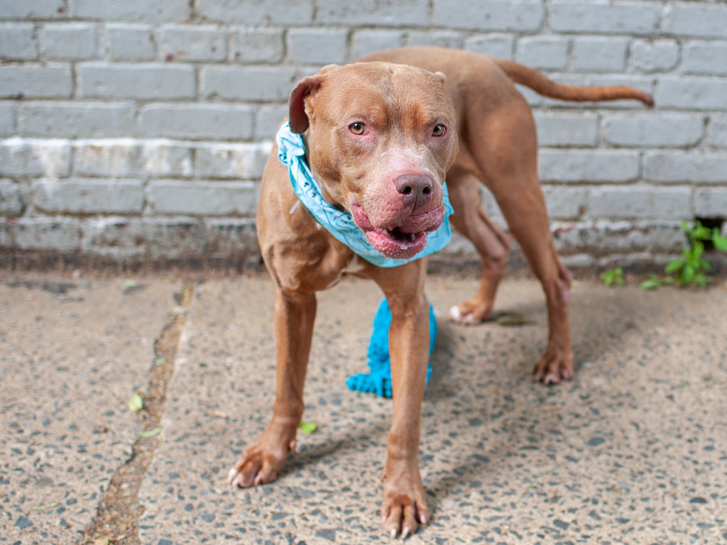 Shelter Stray Male Dog last seen Apt 3L,773 Concourse Village Street, BRONX, NY, 10451, 326 E 110th St, New York, NY 10029, USA