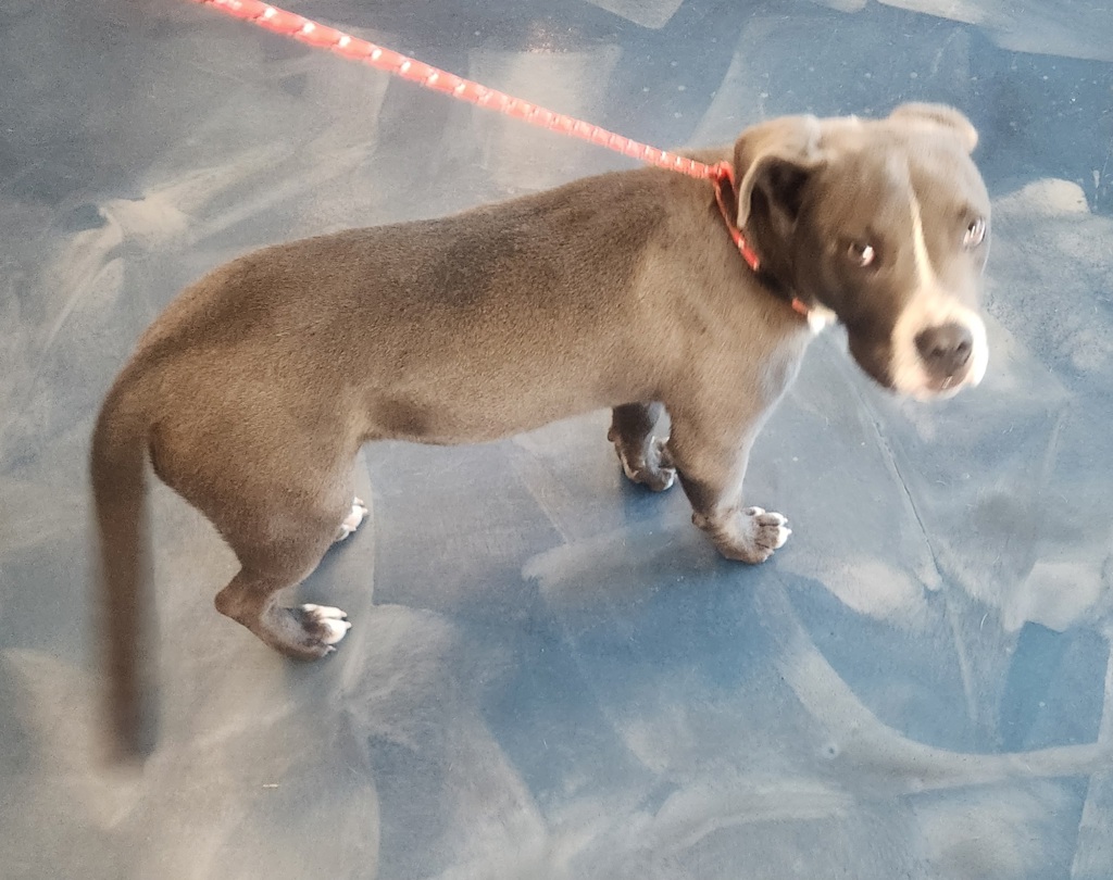 Shelter Stray Male Dog last seen Essex Way Street, SOUTHFIELD, MI, 48034, 1200 N Telegraph Building 42E, Pontiac, MI 48340, USA