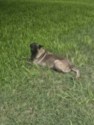 Found/Stray Female Dog last seen S Clark rd, Dallas, TX 75249