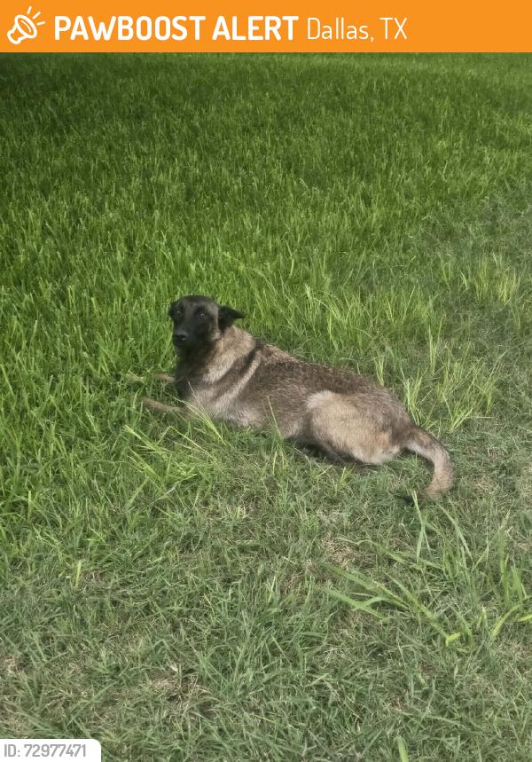 Found/Stray Female Dog last seen S Clark rd, Dallas, TX 75249