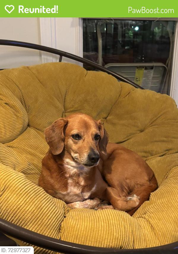 Reunited Female Dog last seen Clover St NW, Winston-Salem, NC 27101
