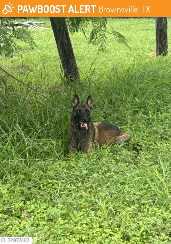 Found/Stray Male Dog last seen Four Corners, Brownsville, TX 78521