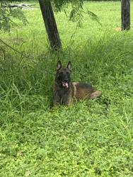 Found/Stray Male Dog last seen Four Corners, Brownsville, TX 78521