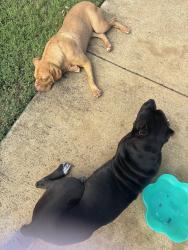 Found/Stray Female Dog last seen Near Bingley way, Mansfield, TX 76063