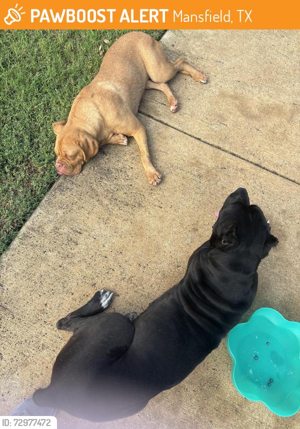 Found/Stray Female Dog last seen Near Bingley way, Mansfield, TX 76063