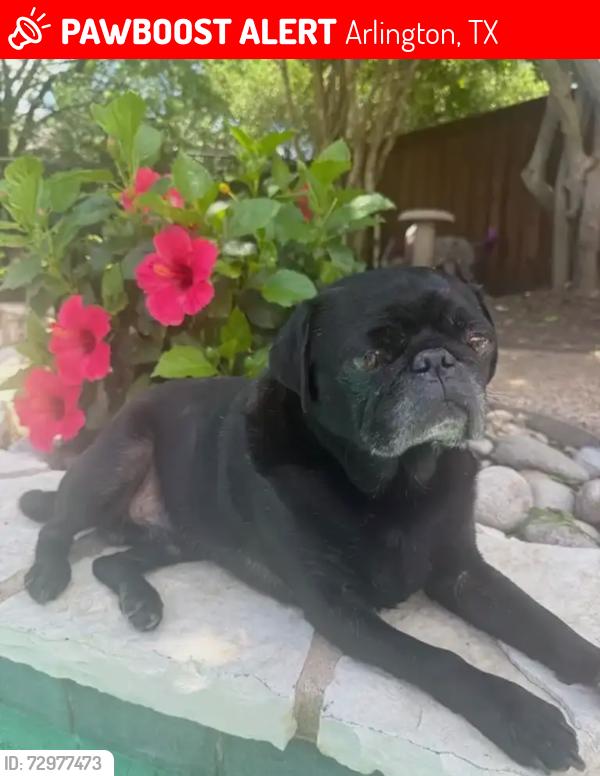 Lost Male Dog last seen  Tournament Trail, 76017 , Arlington, TX 76017