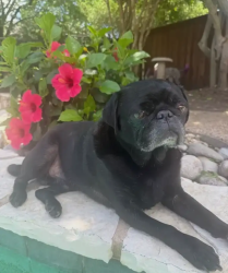 Lost Male Dog last seen  Tournament Trail, 76017 , Arlington, TX 76017