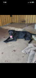 Reunited Male Dog last seen Pennsylvania and sw29th st ok city Oklahoma, Oklahoma City, OK 73128