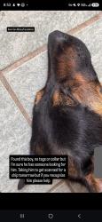 Found/Stray Male Dog last seen San mateo and carslile, Albuquerque, NM 87110