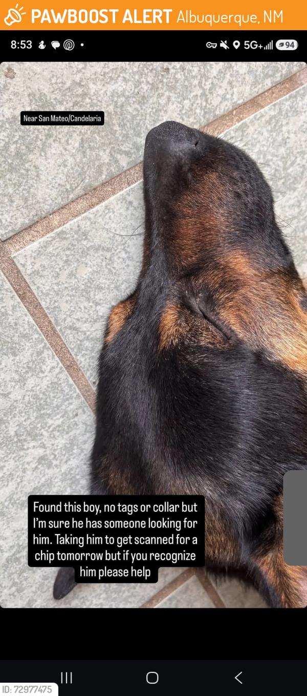 Found/Stray Male Dog last seen San mateo and carslile, Albuquerque, NM 87110