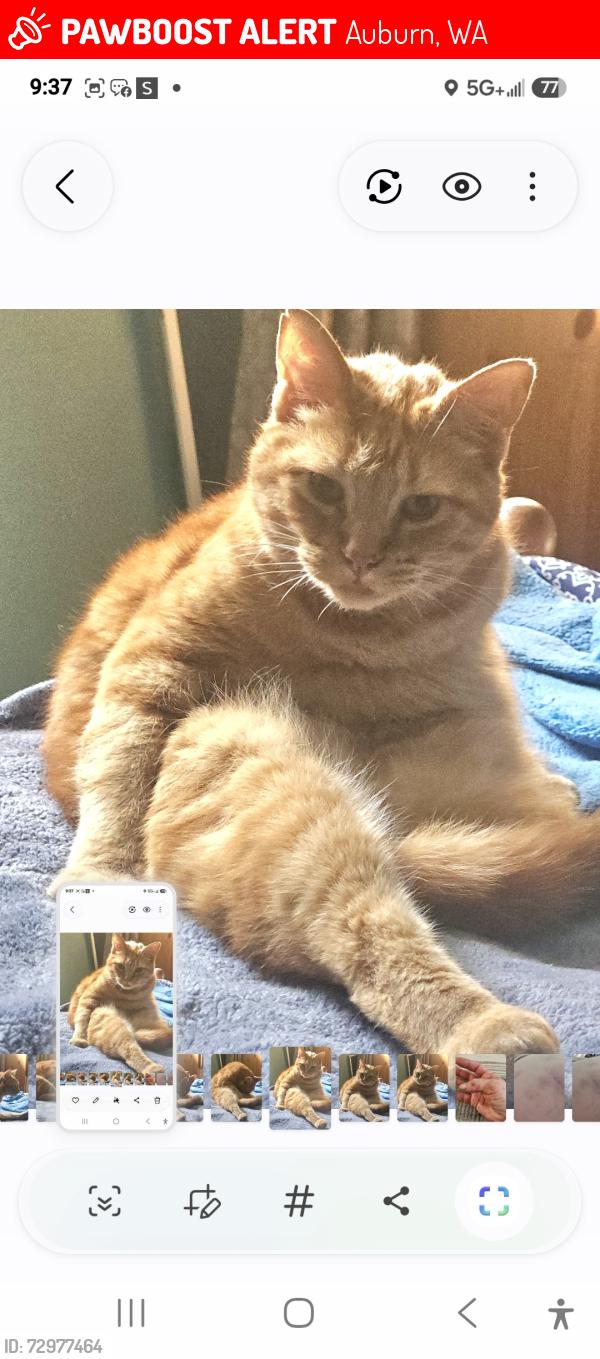 Lost Male Cat last seen Camelot Park 45th PL S, Auburn, WA 98001