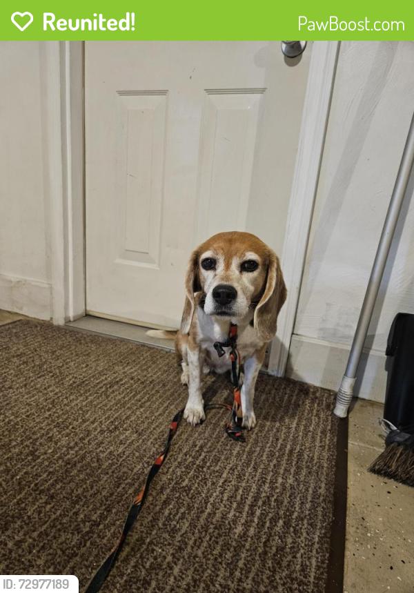 Reunited Female Dog last seen Route 917 Eighty Four, Washington County, PA 15314