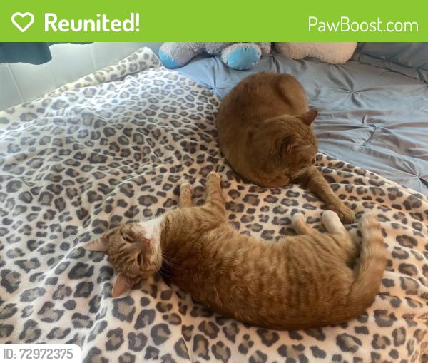 Reunited Male Cat last seen Near rustic rd, Greentown, PA, Greentown, PA 18426