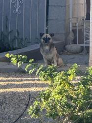 Found/Stray Unknown Dog last seen Wishingstar and corona, Paradise, NV 89123