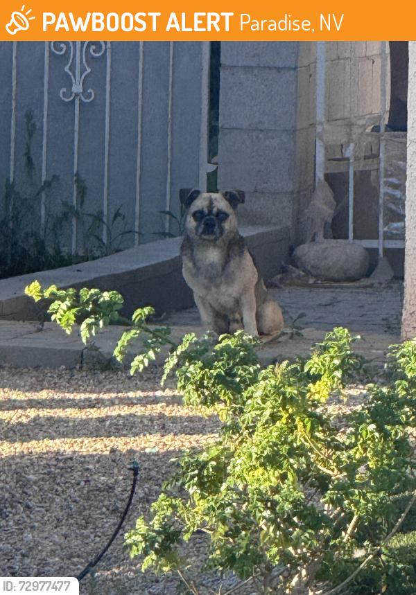 Found/Stray Unknown Dog last seen Wishingstar and corona, Paradise, NV 89123