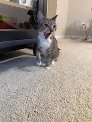 Reunited Female Cat last seen Jamboree & Michelson, Irvine, CA 92612
