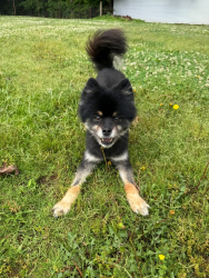 Reunited Male Dog last seen Blackman United Methodist Church, Murfreesboro, TN 37128