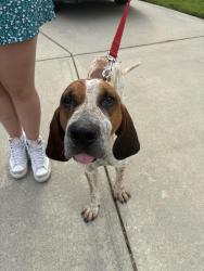 Reunited Male Dog last seen Clingman Ln. and Wrangell Ln., Charlotte, NC 28214
