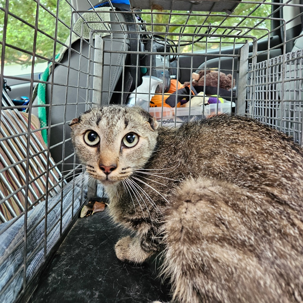 Shelter Stray Female Cat last seen , Lake Jackson, TX 77566