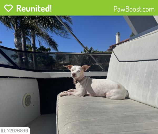 Reunited Female Dog last seen Napoli dr, Oxnard, CA 93035