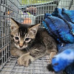Shelter Stray Male Cat last seen , Lake Jackson, TX 77566