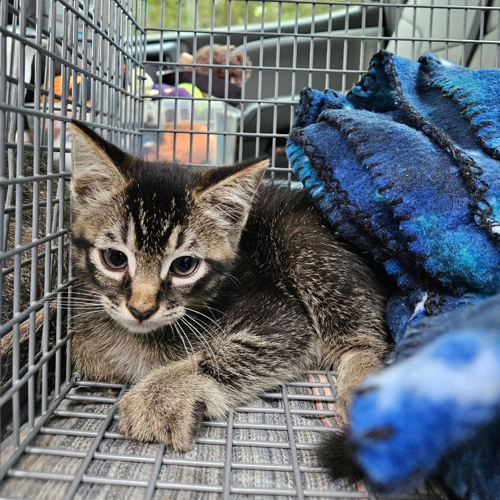 Shelter Stray Male Cat last seen , Lake Jackson, TX 77566