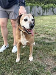 Found/Stray Male Dog last seen Cookout on Reynolda Rd, Winston-Salem, NC 27106