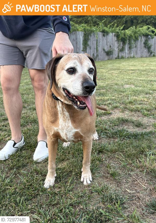 Found/Stray Male Dog last seen Cookout on Reynolda Rd, Winston-Salem, NC 27106