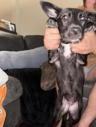Reunited Female Dog last seen N Rutherford, Murfreesboro, TN 37130