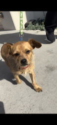 Found/Stray Male Dog last seen Main St & Broadway, near Bowers Museum , Santa Ana, CA 92706