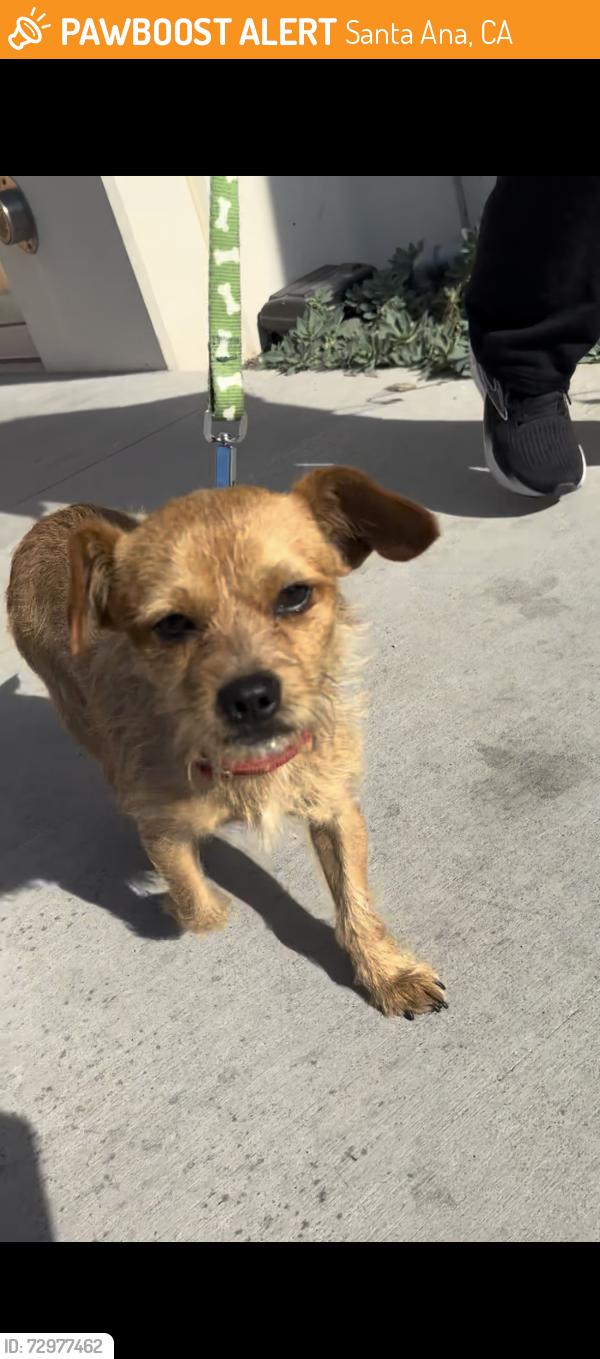 Found/Stray Male Dog last seen Main St & Broadway, near Bowers Museum , Santa Ana, CA 92706