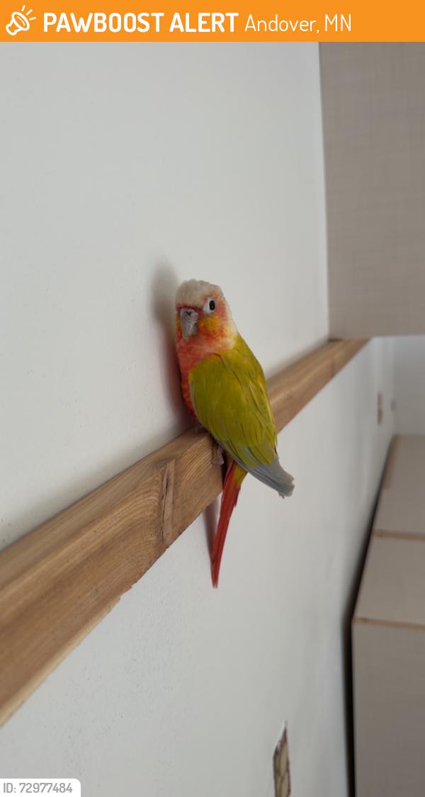 Found/Stray Unknown Bird last seen Near Coon Creek, Andover, MN 55304