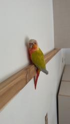 Found/Stray Unknown Bird last seen Near Coon Creek, Andover, MN 55304